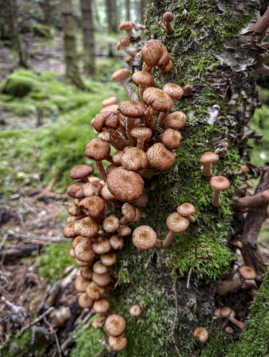 Eit ikkje-antroposentrisk blikk på sopp og sopptur